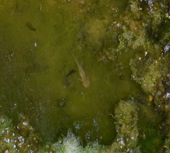 Caudata