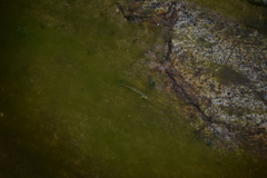 Cobitis paludica