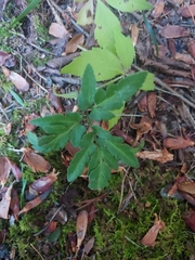 Sceptridium biternatum