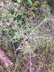 Coprosma rhamnoides