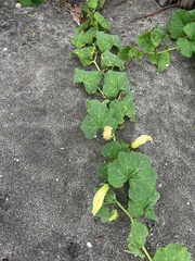 Cucurbita moschata