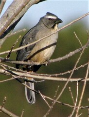 Saltator coerulescens