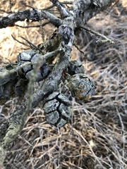 Cupressus macrocarpa