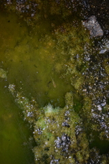 Caudata