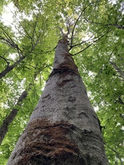 Cryptococcus fagisuga