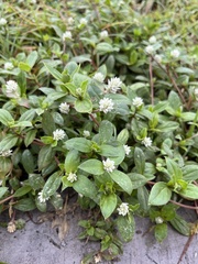 Spermacoce verticillata
