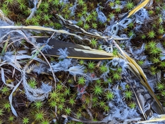 Colaptes auratus luteus