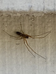 Araneomorphae