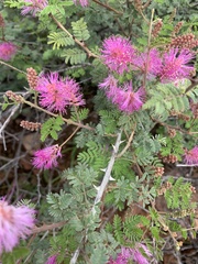 Mimosa dysocarpa