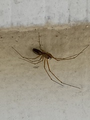 Araneomorphae