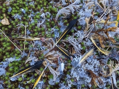 Colaptes auratus luteus