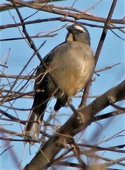 Saltator coerulescens