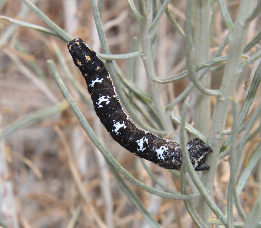 Somatolophia pallescens