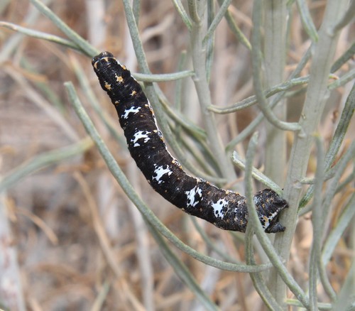 Somatolophia pallescens