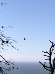 Buteo jamaicensis
