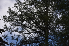 Larix occidentalis