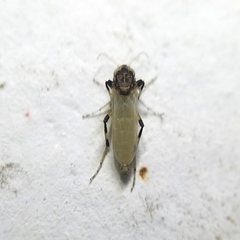 Ceratopogonidae