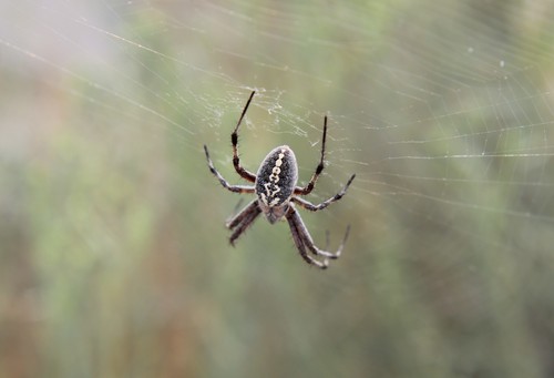 Western Spotted Orbweaver photo 3