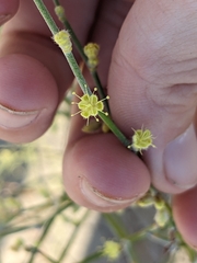 Eriogonum deserticola