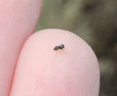 Sassacus papenhoei
