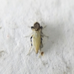 Ceratopogonidae