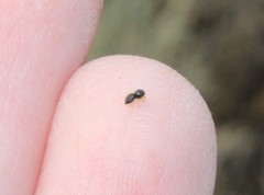 Sassacus papenhoei