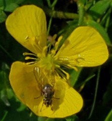 Brachycera