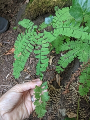 Adiantum aleuticum