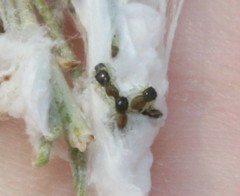 Sassacus papenhoei