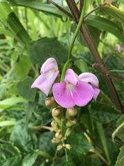 Canavalia cathartica