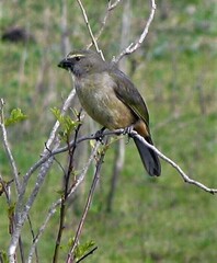 Saltator coerulescens