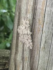 Iridopsis defectaria