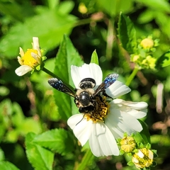 Megachile xylocopoides