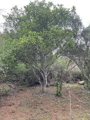 Diospyros texana