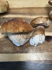 Boletus edulis