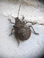 Brochymena quadripustulata