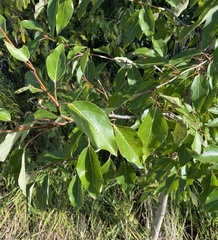 Populus balsamifera