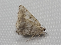 Digrammia ocellinata