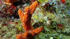 Ptilocaulis walpersii