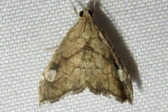 Scybalistodes periculosalis