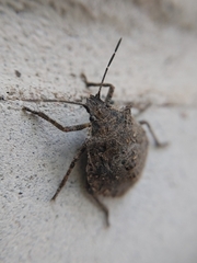 Brochymena quadripustulata