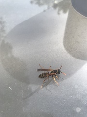 Polistes chinensis