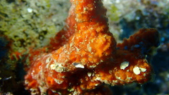 Ptilocaulis walpersii