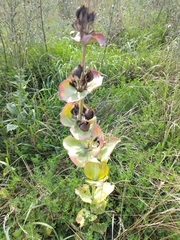 Penstemon grandiflorus