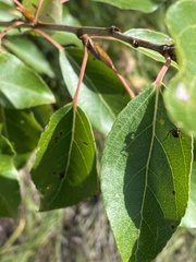 Populus balsamifera