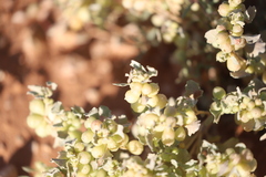 Atriplex holocarpa