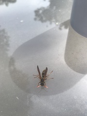 Polistes chinensis