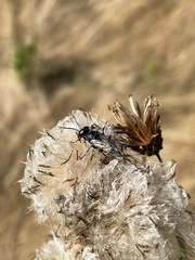 Astata