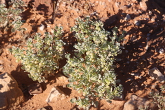 Atriplex holocarpa