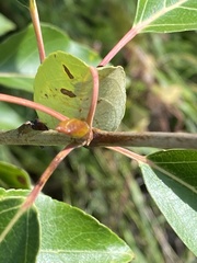 Populus balsamifera